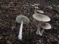 Amanita spreta image