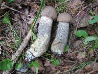 Leccinum griseonigrum image