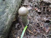 Leccinum griseonigrum image