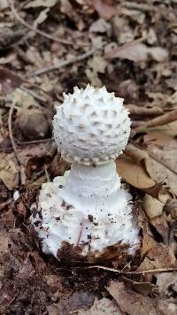 Amanita subcokeri image