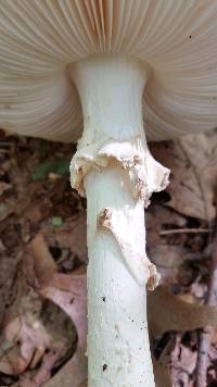 Amanita subcokeri image