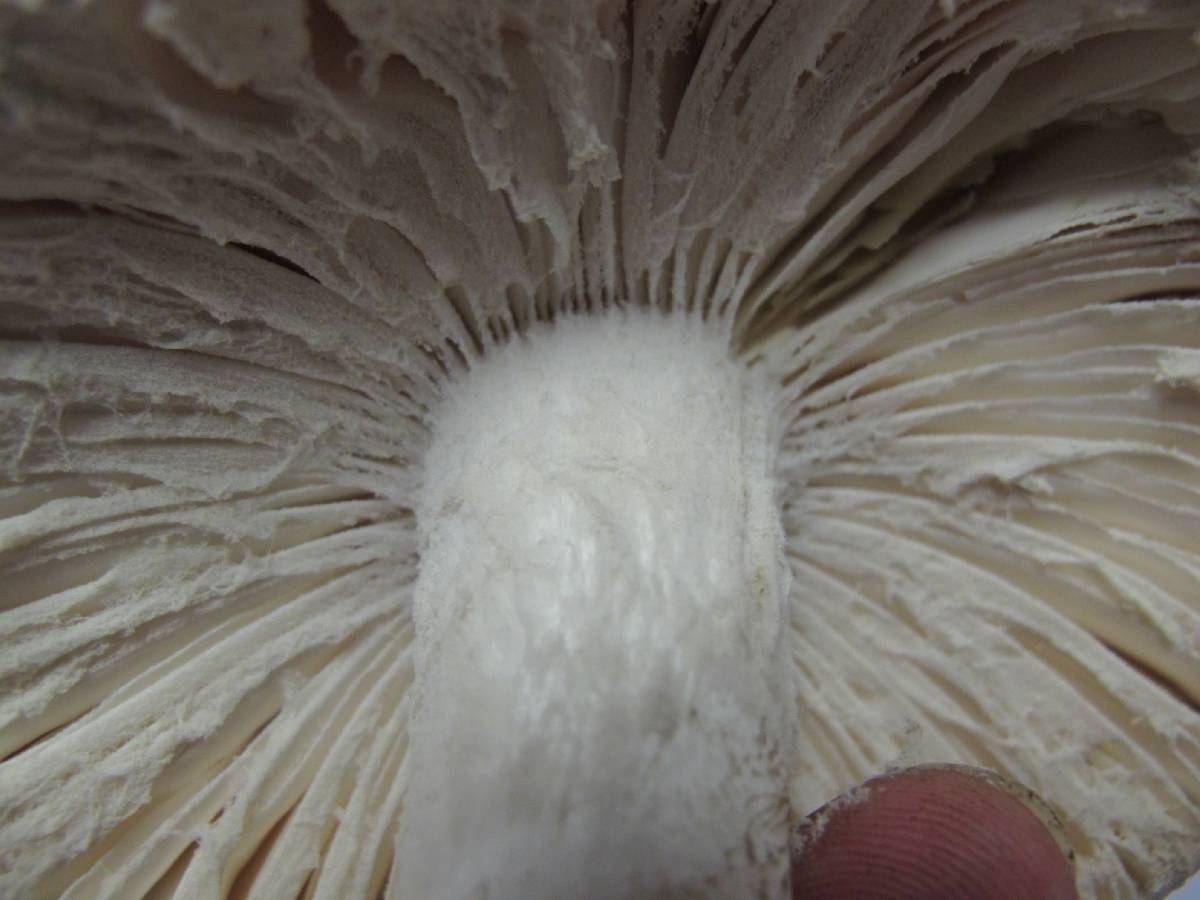 Amanita tephrea image
