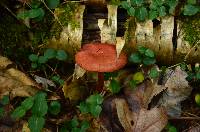 Cortinarius sanguineus image