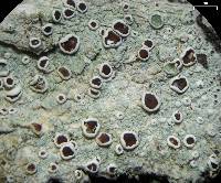 Lecanora imshaugii image
