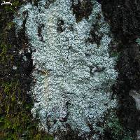 Pertusaria paratuberculifera image