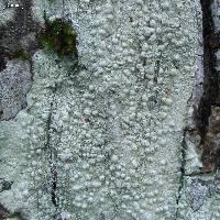 Pertusaria paratuberculifera image