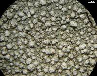 Pertusaria multipunctoides image