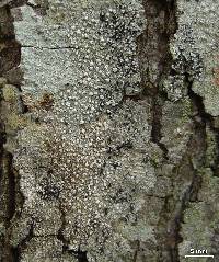 Pertusaria multipunctoides image