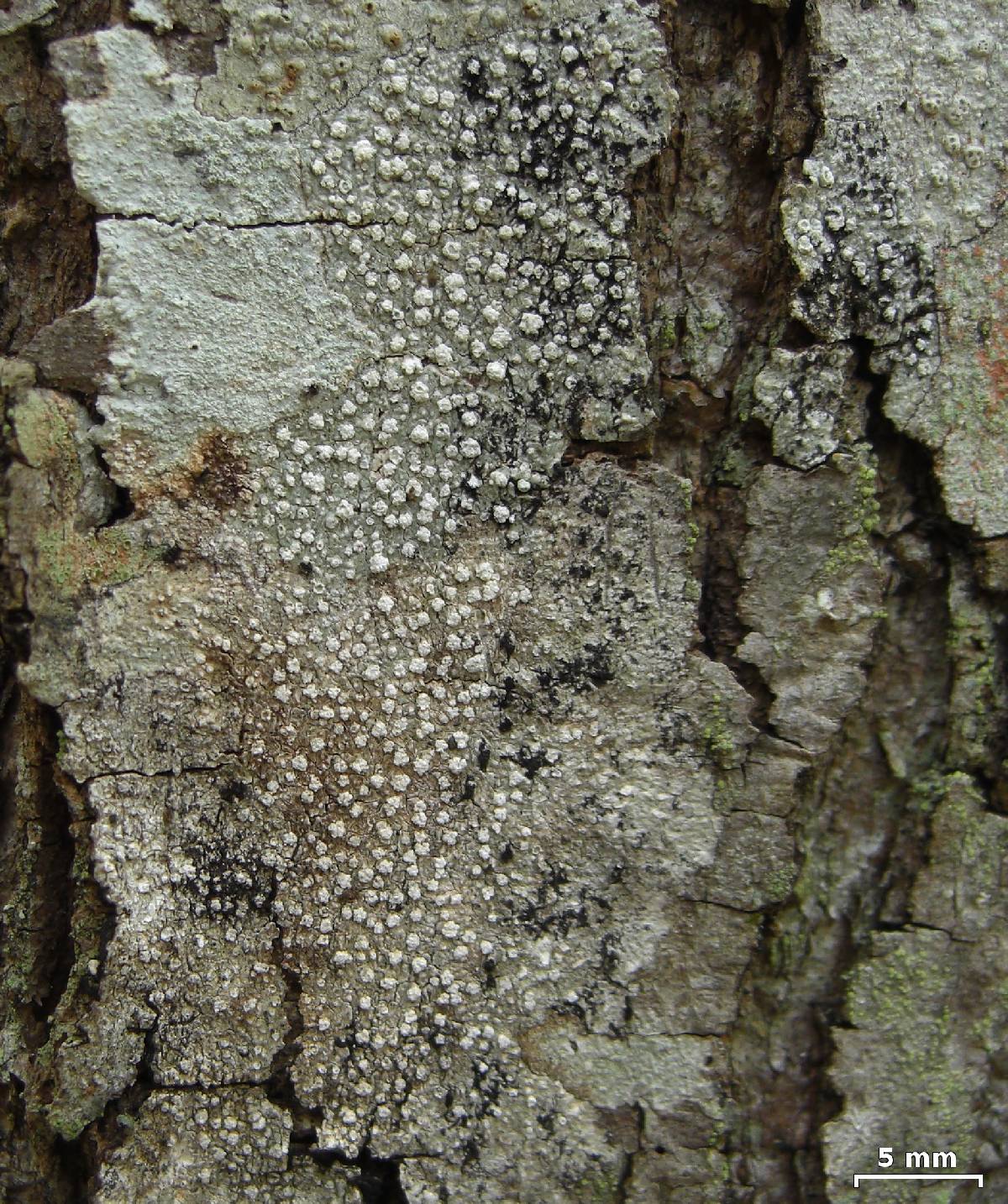 Pertusaria multipunctoides image