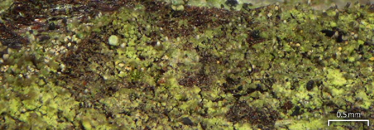 Micarea neostipitata image