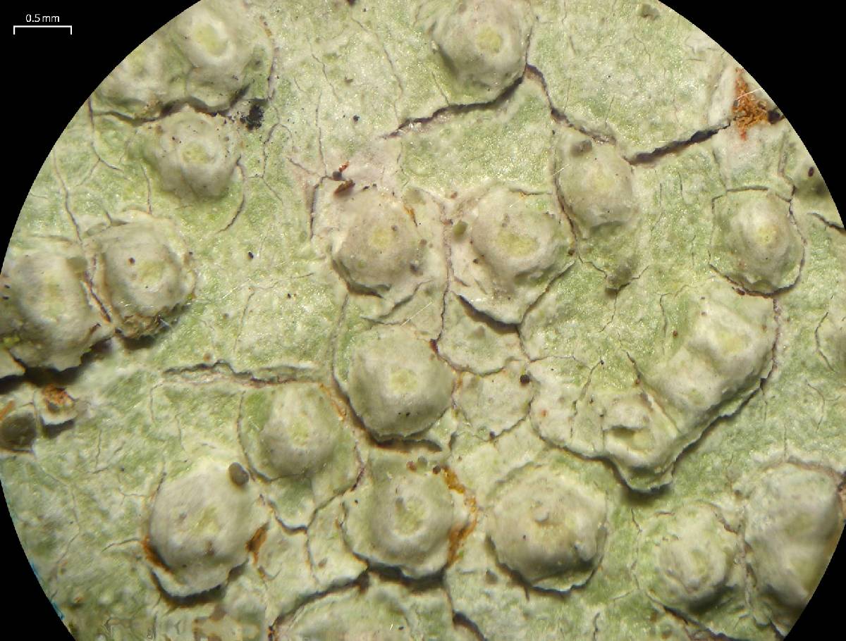 Pertusaria texana image