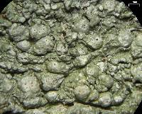 Pertusaria paratuberculifera image