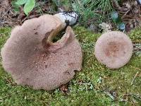 Lactarius rufus image