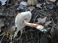 Austroboletus gracilis image