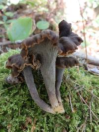 Craterellus caeruleofuscus image