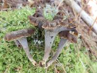 Craterellus caeruleofuscus image