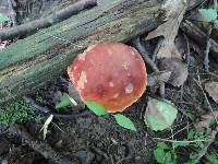 Boletus chippewaensis image