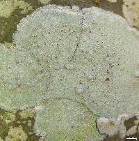 Lecanora louisianae image