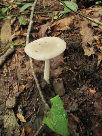 Amanita farinosa image