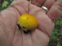 Lycoperdon coloratum image