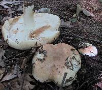 Russula compacta image