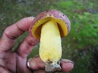 Boletus roseopurpureus image