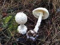 Amanita abrupta image