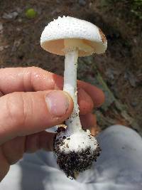 Amanita abrupta image