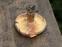 Lactarius deterrimus image