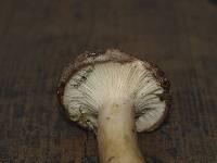 Lactarius trivialis image