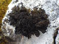 Collema auriforme image