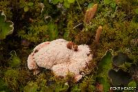 Hydnellum peckii image