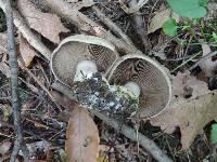 Cortinarius infractus image