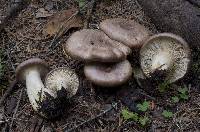 Lactarius montanus image