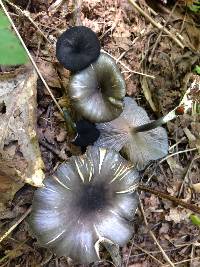 Entoloma velutinum image