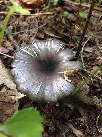 Entoloma velutinum image