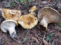 Lactarius scrobiculatus var. canadensis image