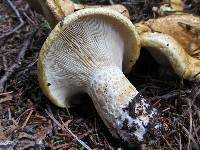 Lactarius scrobiculatus var. canadensis image