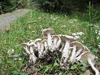 Leucocybe connata image