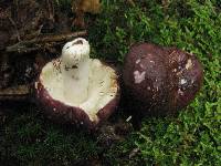 Russula xerampelina image