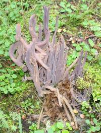 Alloclavaria purpurea image