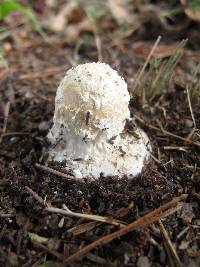 Amanita canescens image