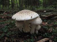 Amanita canescens image