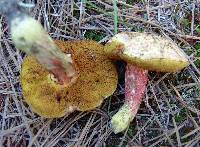 Amoenoboletus weberi image