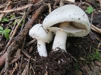 Agaricus silvicola image