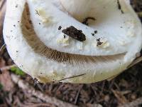 Agaricus silvicola image