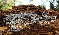 Ceratiomyxa fruticulosa var. fruticulosa image