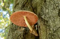 Volvariella bombycina image