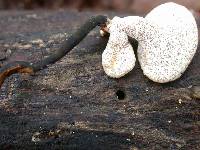 Polyporus radicatus image