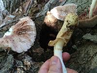 Volvariella bombycina image